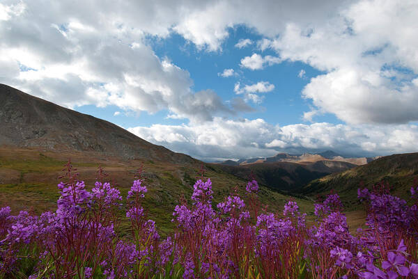 Colorado Poster featuring the photograph Colorado Fireweed and Sky Landscape by Cascade Colors