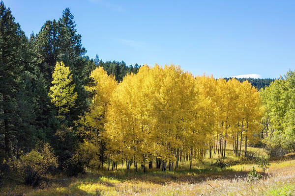 Landscape Poster featuring the photograph Colorado Golden Aspen by Lorraine Baum