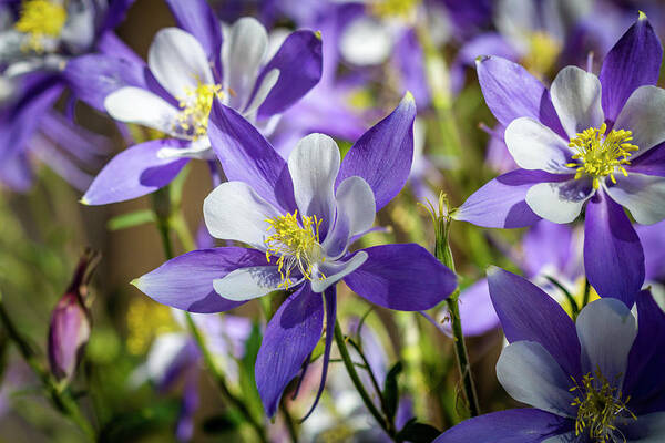Colorado Poster featuring the photograph Colorado State Flower Blue Columbines by Teri Virbickis