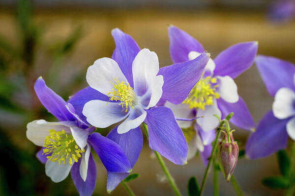 Colorado Poster featuring the photograph Colorado Wildflower Blue Columbines by Teri Virbickis