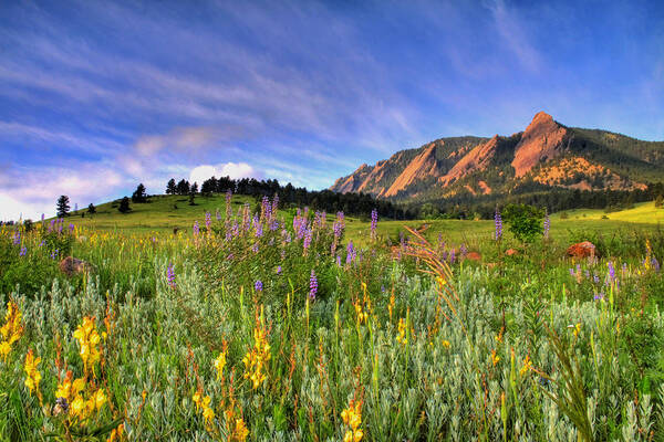 Colorado Poster featuring the photograph Colorado Wildflowers by Scott Mahon