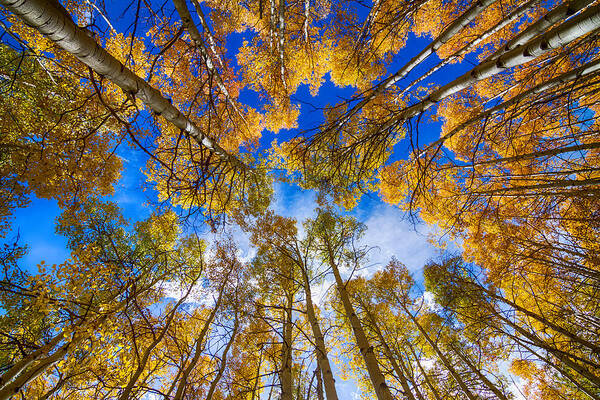 Aspen Poster featuring the photograph Colorful Aspen Forest Canopy by James BO Insogna