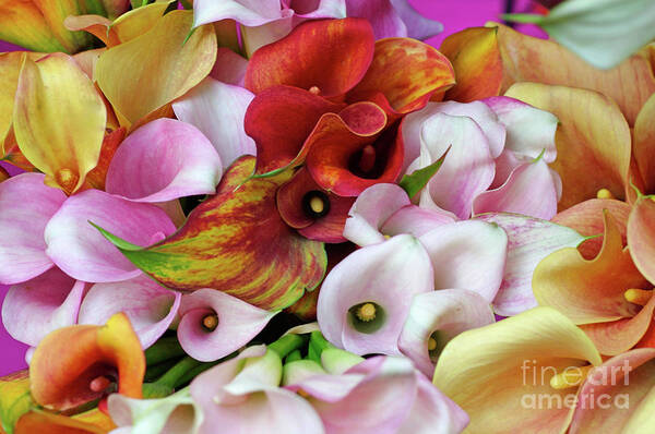 Backgrounds Poster featuring the photograph Colorful Calla Lilies by Bruce Block