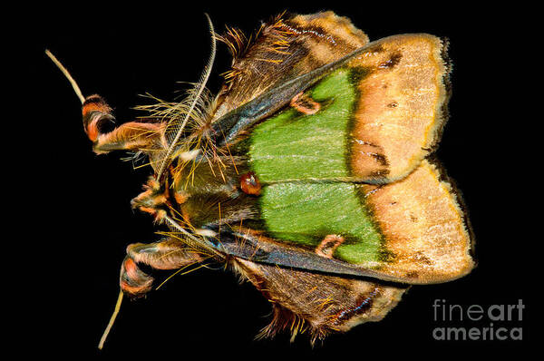 Noctuoidea Poster featuring the photograph Colorful Cryptic Moth by Dant Fenolio