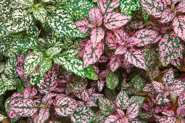 Leafy Poster featuring the photograph Colorful Leafy Ground Cover by Ram Vasudev