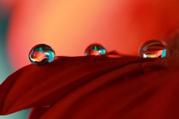 Macro Poster featuring the photograph Colorful Macro Water Drops by Angela Murdock