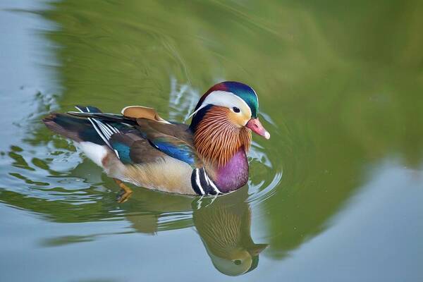 Colorful Mandarin Duck 2 Poster featuring the photograph Colorful mandarin duck 2 by Lynn Hopwood