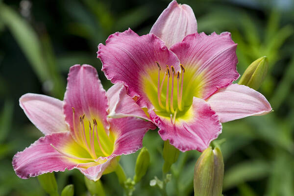 Hemerocallis Poster featuring the photograph Colorful Peachy Pink Daylily Blossoms by Kathy Clark