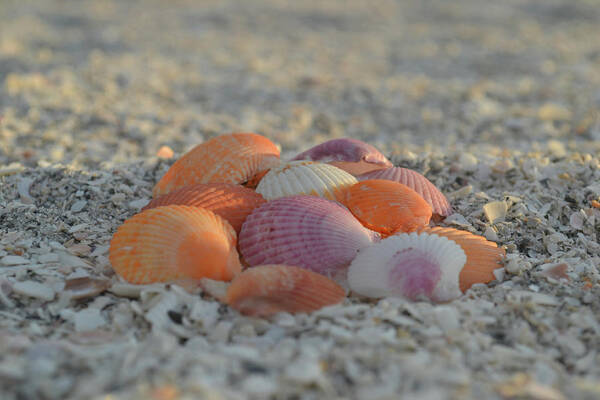 Scallop Shells Poster featuring the photograph Colorful Scallop Shells by Melanie Moraga