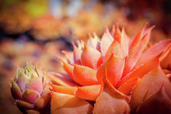 Colorful Succulents Plant Poster featuring the photograph Colorful Succulents plant by Lilia S