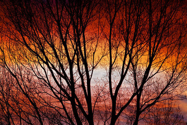 Silhouette Poster featuring the photograph Colorful Tree Branches by James BO Insogna