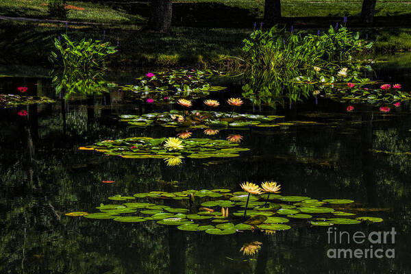 Waterlily Poster featuring the photograph Colorful Waterlily Pond by Barbara Bowen