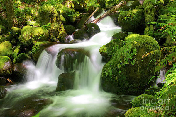 Stream Poster featuring the photograph Columbia Gorge Stream by Bruce Block