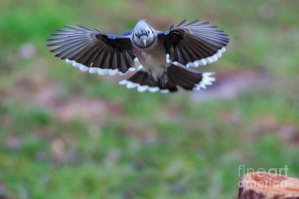 Blue Jay Poster featuring the photograph Coming in with wings spread by Dan Friend