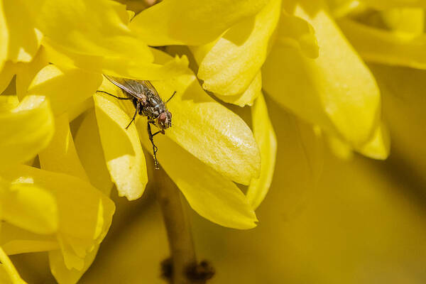 Cyclorrhapha Poster featuring the photograph Common Housefly on yellow flower by SAURAVphoto Online Store