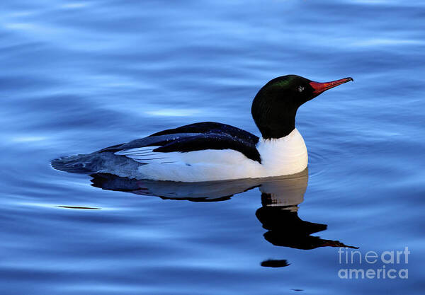 Terry Elniski Photography Poster featuring the photograph Common Merganser Duck In Stanley Park by Terry Elniski