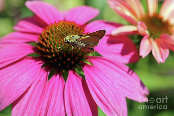 Insect Poster featuring the photograph Coneflower Moth II by Mary Haber