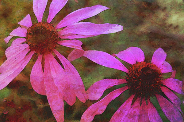 Coneflowers Poster featuring the photograph Coneflowers 6112 DP_2 by Steven Ward