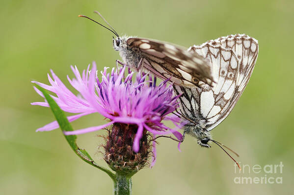 Insect Poster featuring the photograph Contact - Butterflies on the bloom by Michal Boubin