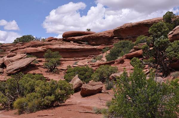 Canyonlands National Park Poster featuring the photograph Contrasts in Nature by Frank Madia