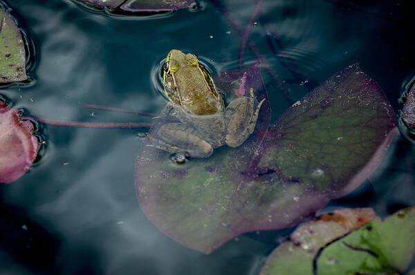 Animal Portrait Poster featuring the photograph Cool frog-hot day by Brian Green