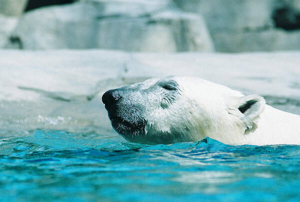 Polar Bear Poster featuring the photograph Cooling Off by Steve Karol