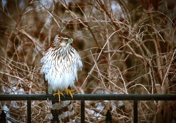 Hawk Poster featuring the photograph Cooper's Hawk by Diane Lindon Coy