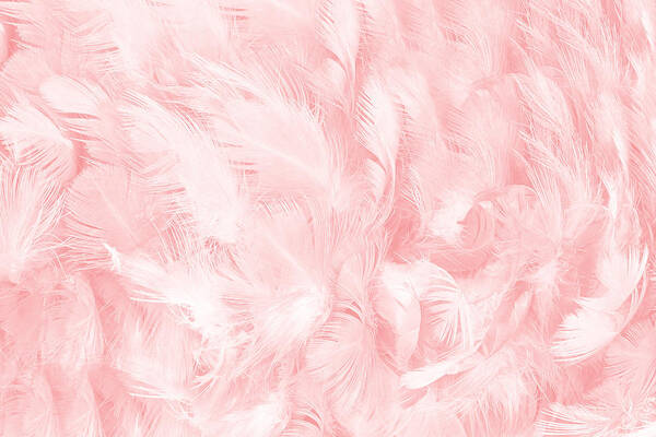 Pink feathers background Poster