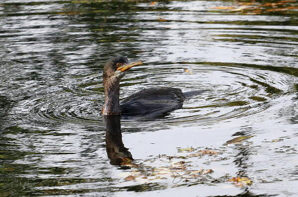 Bird Poster featuring the photograph Cormorant Fishing by Jeff Townsend