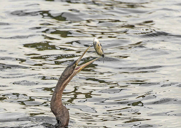 Birds Poster featuring the photograph The catch by Patrick Kain