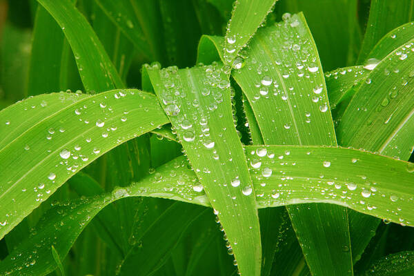 Rain Poster featuring the photograph Corn Leaves After the Rain by James BO Insogna