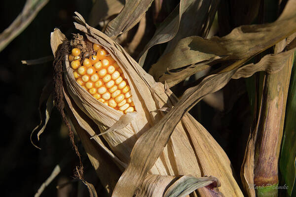  Poster featuring the photograph Corn Ready for Harvest by Mark Dahmke