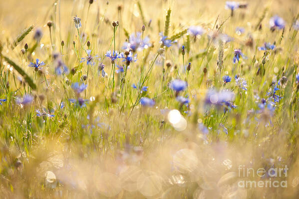 Cornflowers Poster featuring the photograph Cornflowers after the rain by Arletta Cwalina