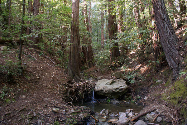 Nature Poster featuring the photograph Corte Madera Creek on Mt Tamalpais #6 by Ben Upham III