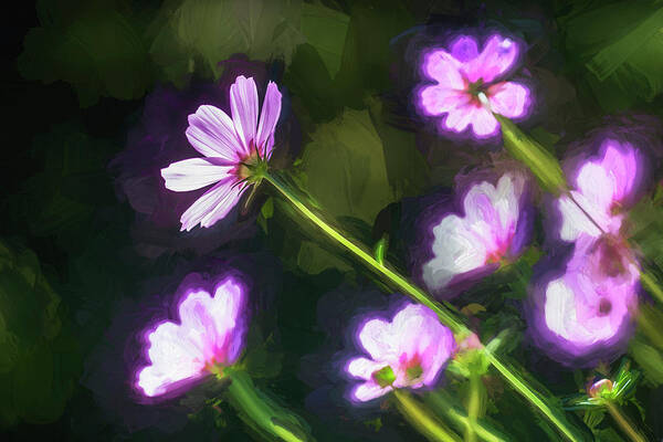 Cosmos Poster featuring the photograph Cosmos Flowers Coreopsideae 003 by Rich Franco
