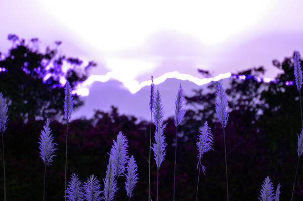 Cypress Poster featuring the photograph Cotton Candy Sunset 3 by Ken Figurski