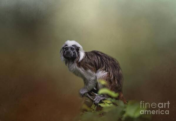 Cotton Top Tamarin Poster featuring the photograph Cotton-Top Tamarin by Eva Lechner