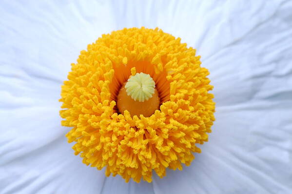 Flower Poster featuring the photograph Coulter's Poppy 2 by Amy Fose