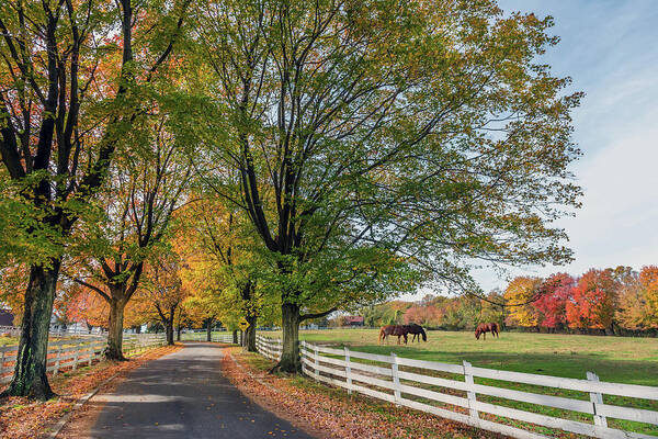 Horses Poster featuring the photograph Country Road in rural Maryland during Autumn by Patrick Wolf