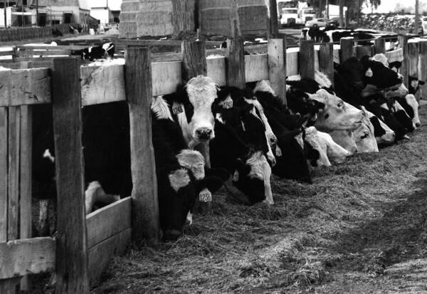 Cows Poster featuring the photograph Cows in Black and White by Angie Tirado