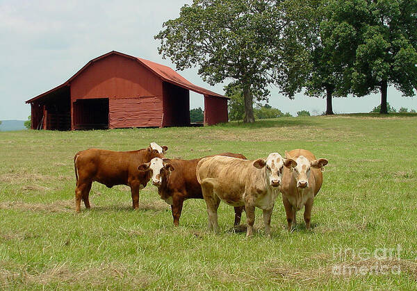 Cow Poster featuring the photograph Cows8954 by Gary Gingrich Galleries
