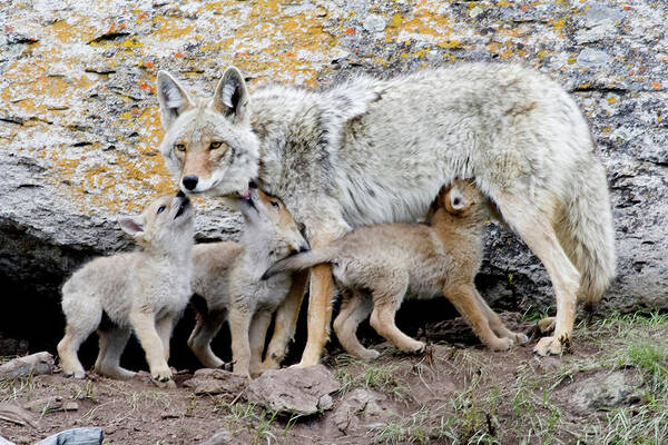 Coyote Poster featuring the photograph Coyotes by Reva Dow