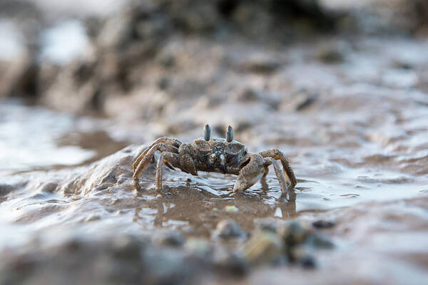 Crab Poster featuring the photograph Crab by Gerald Kloesch