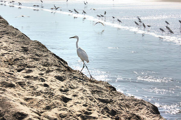 Bird Poster featuring the photograph Crane on the Shore by Gravityx9 Designs