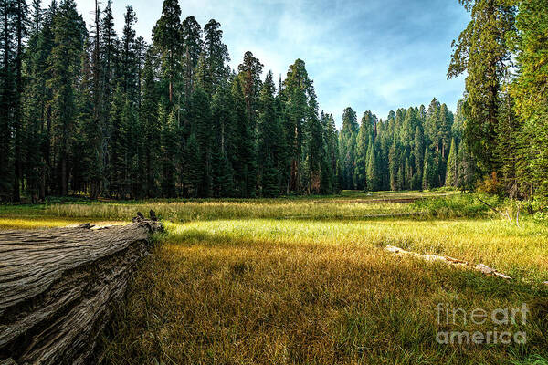 Crescent Meadows Poster featuring the photograph Crescent Meadows Sequoia NP by Daniel Heine