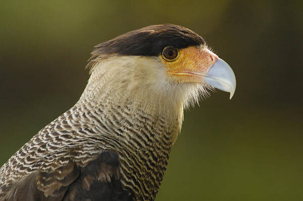 Mp Poster featuring the photograph Crested Caracara Polyborus Plancus by Pete Oxford