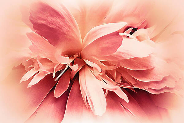 Flower Poster featuring the photograph Crimson Ballet Powder Puff by Darlene Kwiatkowski