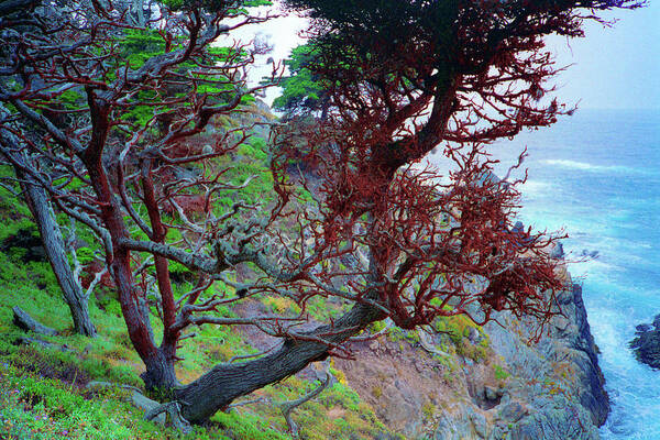 Cypress Poster featuring the photograph Cypress Tree Ocean Vew Point Lobos State Park Carmel California by Kathy Anselmo