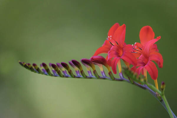 Crocosmia Poster featuring the photograph Crocosmia by Angie Vogel