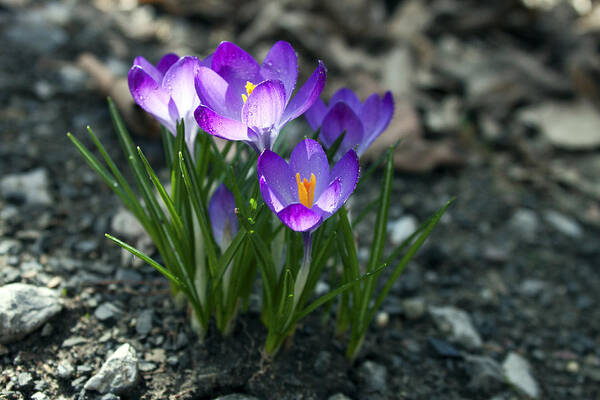 Flower Poster featuring the photograph Crocus In Bloom #2 by Jeff Severson